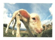 Pocztówka - Mała owieczka i portret przy obiektywie