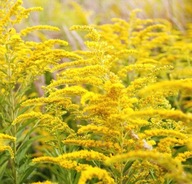 Nawłoć Kanadyjska - polska mimoza nasiona 500szt**