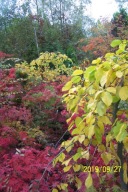 Grab zwisły pendula szczepiony 17 letni okaz przewieszony inny