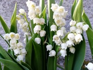 KONWALIA MAJOWA convallaria majalis 100 szt