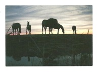Pocztówka - Zachód słońca i konie nad wodą ...
