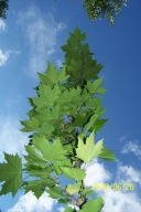 Platan szczepiony duży wąski okaz 5 metrowy inny