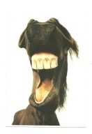 Pocztówka - Szalony rżący koń II albo Alex ...