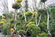 Pieris japoński szczepiony karłowy kwitnący inny