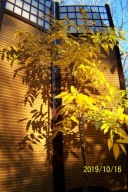 Wisteria glicynia różowa szczepiona pienna inna