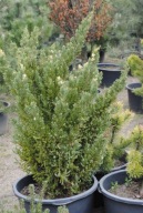 JAŁOWIEC CHIŃSKI 'Stricta Variegata' WYS. 120CM