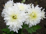 CHRYZANTEMA ZIMUJĄCA KŁĄCZOWA ### MADONNA #### narcyz