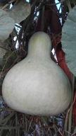 Tykwa Chinese Bottle Nasiona. Wysyłka z Dostawą 2 - 6 dni!