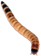 Drewnojad drewnojady Zophobas morio 100ml+ (4-5cm)