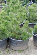 Sosna Bośniacka Wysokość ok. 120cm Donica 65l