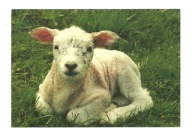 Pocztówka - Mała owieczka w trawie na łące ...