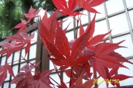 Klon palmowy czerwony Roto dąb lipa wiąz buk inny