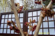 Oczar szczepiony czerwony okaz karłowy 10 letni inny