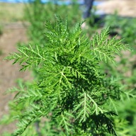 Bylica roczna Artemisia Annua -nasiona 300szt