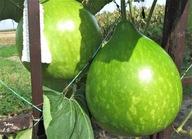 Tykwa Green Ball Nasiona Wysyłka i Dostawa 2-6 dni !