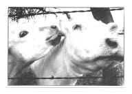 Pocztówka - Krowi portret w karesach ...