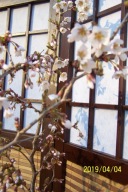 Wiśnia KOJOU-NO-MAI róż azalia lipa złotokap berberys róża inna