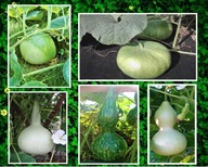 Tykwy Średnie - MIX Nasiona Wysyłka z Dostawą 2 - 6 dni!