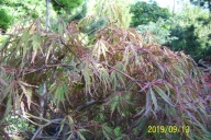 Klon dissectum czerwony japoński Runi szczepiony karłowy inny