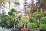 Wisteria wąska fioletowa glicynia szczepiona inna