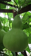 Tykwa Olbrzymia Bottle Giant Nasiona. Wysyłka z Dostawą 2-6 dni!