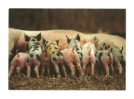 Pocztówka - Prosięta u lochy matki / świnki ...