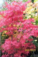 Klon palmowy Nikoii czerwony platan buk wiśnia kasztan inny