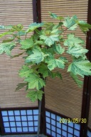 Klon kulisty karłowy Leopold kolorowy szczepiony inny