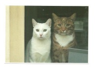 Pocztówka - Kocia para w oknie, czyli Jut & Jul