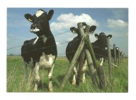 Pocztówka - Młode byczki przy ogrodzeniu / krowy