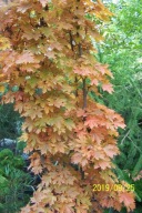 Klon czerwony japoński Kaito barwny inny