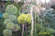 Modrzew Kenzumi szczepiony japoński zwisający inny