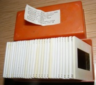 EWOLUCJA ŚWIATA ROŚLINNEGO KOLOROWE PRZEŹROCZA