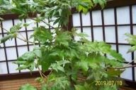 Klon japoński SLK żółty jesienią karłowy palmowy inny