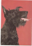 TERIER SZKOCKI PIES RASOWY KYNOLOGIA