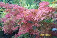 Klon palmowy pagoda miko szczepiony japoński inny