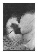 Pocztówka - Cat-Mandu albo Uśpiony koci pyszczek