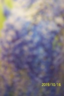 Wisteria glicynia fioletowa stary okaz 300cm pienna szczepiona inna