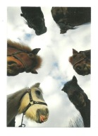 Pocztówka - Szóstka koni i podniebny portret ...