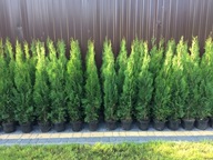 Tuja Szmaragd 100-110 cm PROMOCJA