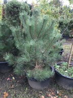 SOSNA CZARNA 'PINUS NIGRA' 150CM Donica 65L !!