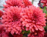 CHRYZANTEMA ZIMUJĄCA OGRODOWA KŁĄCZOWA PURPLE