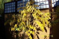 Wisteria róż glicynia parasolowata szczepiona inna