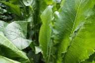 Chrzan sadzonka korzeń paka 6x