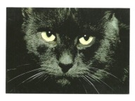 Pocztówka - Chiron / koci portret w aksamitnej czerni / OPIS !!!