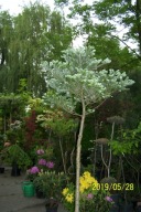 Jodła koreańska kulista na pniu stary okaz 18 letni okaz inna