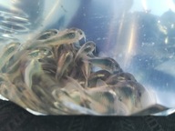 Kirys ( pstry, złoty, spiżowy)