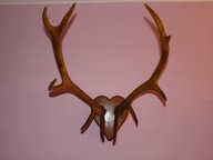 100-LETNIE POROŻE JELENIA WIESZAK OZDOBA MYŚLIWSKA