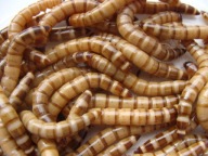 DREWNOJAD, DREWNOJADY 100ml Z WŁASNEJ HODOWLI