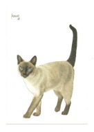 Pocztówka - Kotka syjamska i jej błękitne oczy ...